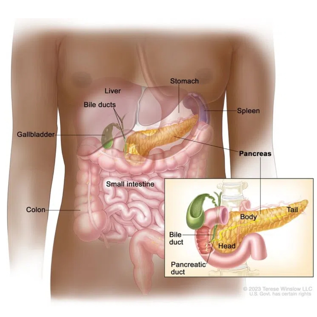 Pancreatic Cancer