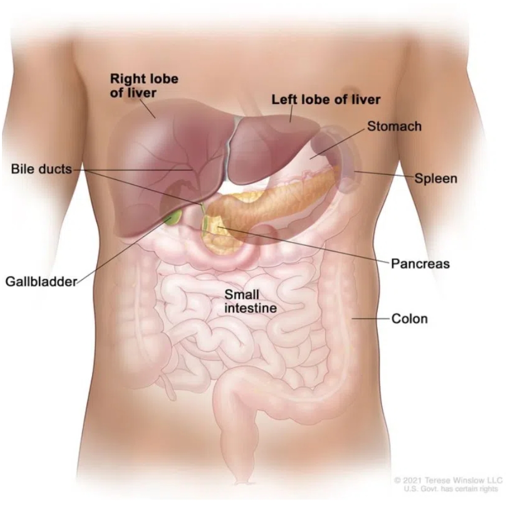 Liver Cancer
