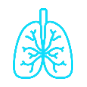 Respiratory　　　       　(Lungs, Airways)